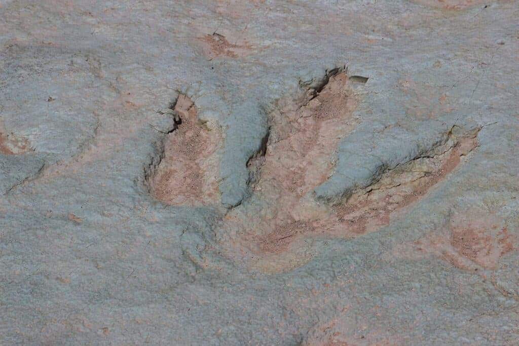 dinosaur tracks in moab