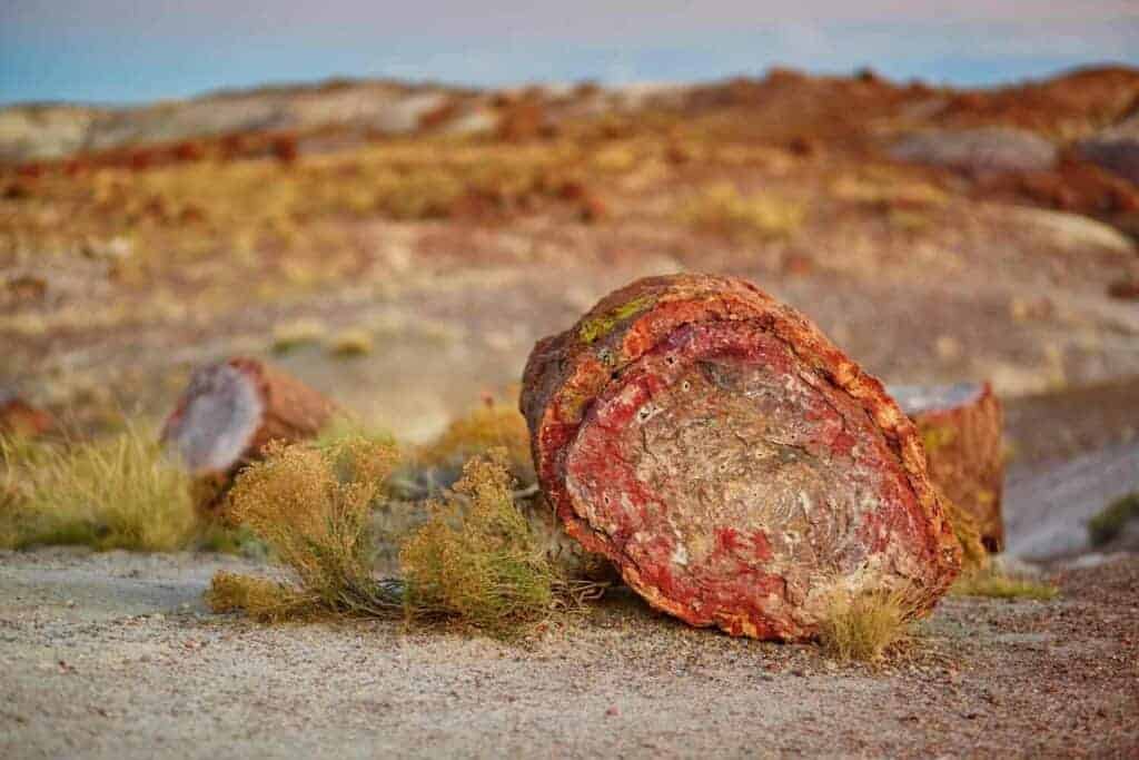 petrified national forest