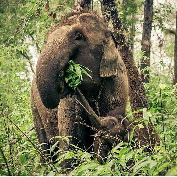 AN ELEPHANT SANCTUARY 
