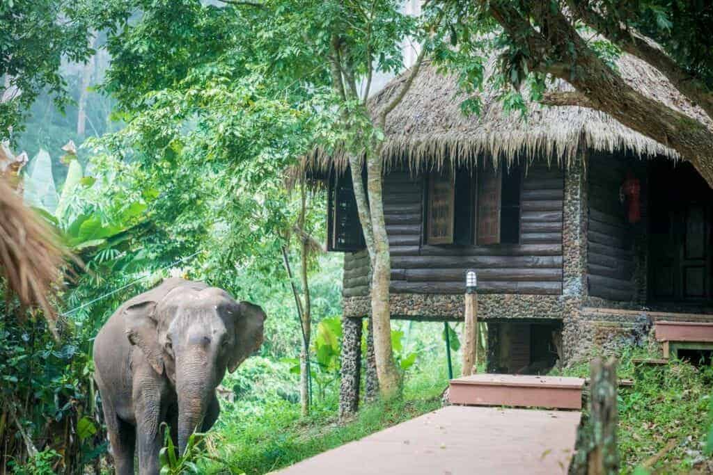 How To Be One With The Elephants In Thailand