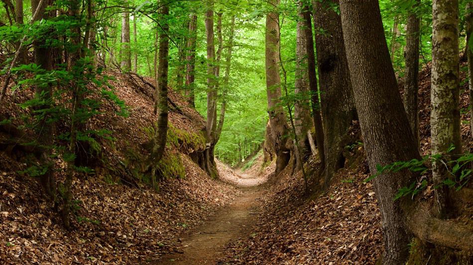 NATCHEZ TRACE SCENIC TRAIL