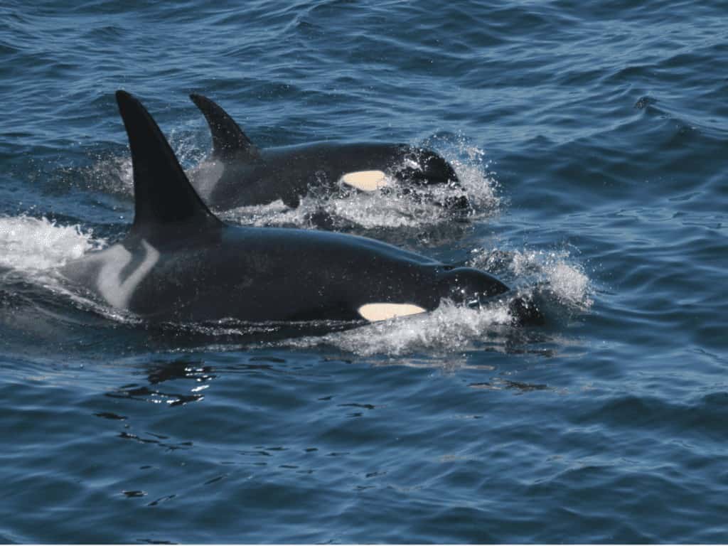 see the orcas on a whale watching tour