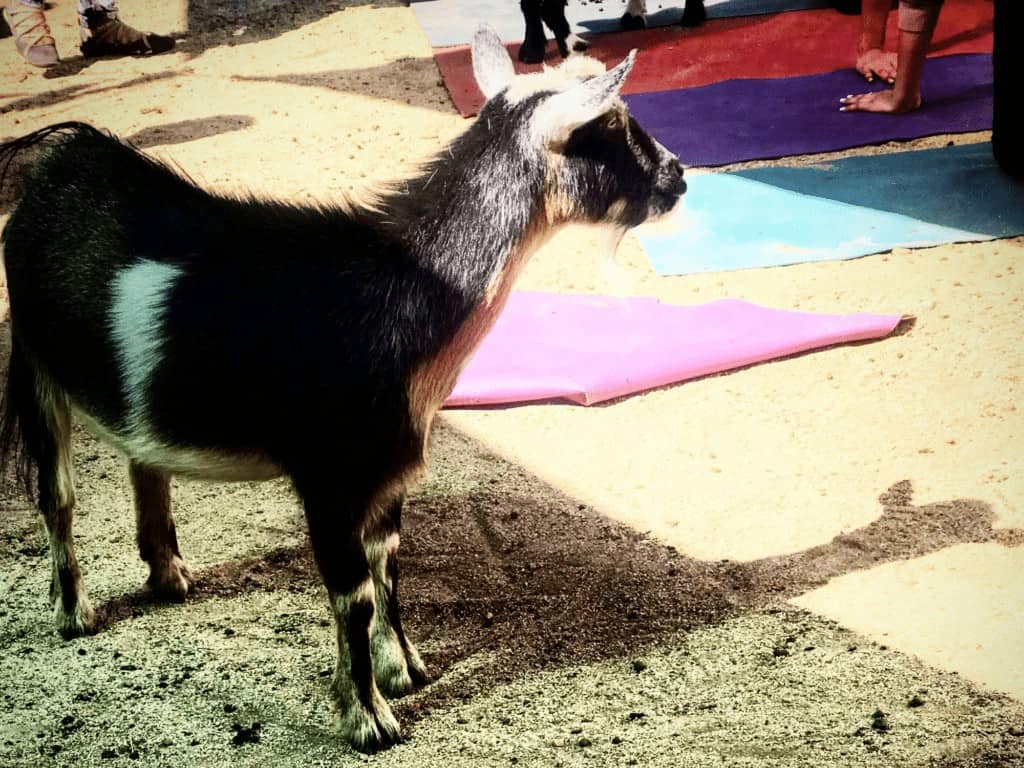 do some goat yoga