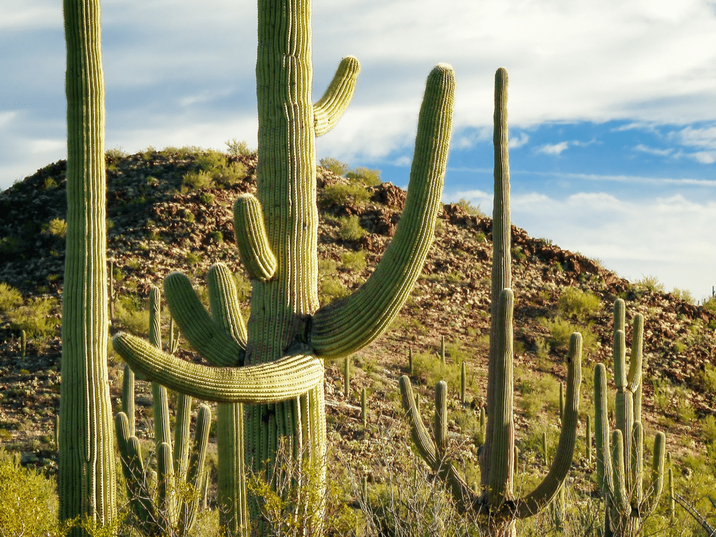 Saguaro national park