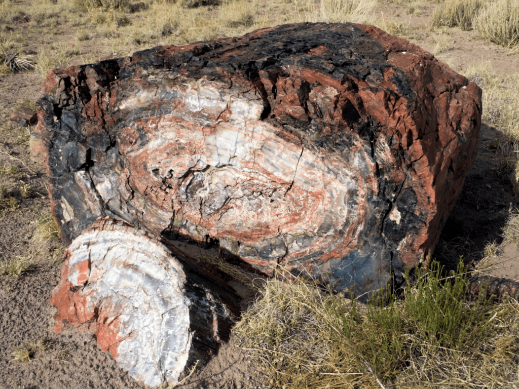 petrified forest national park