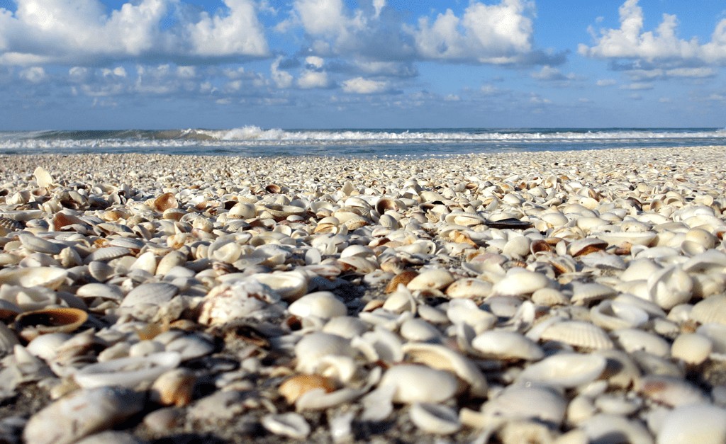 best shelling beaches in florida