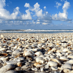 best shelling beaches in florida
