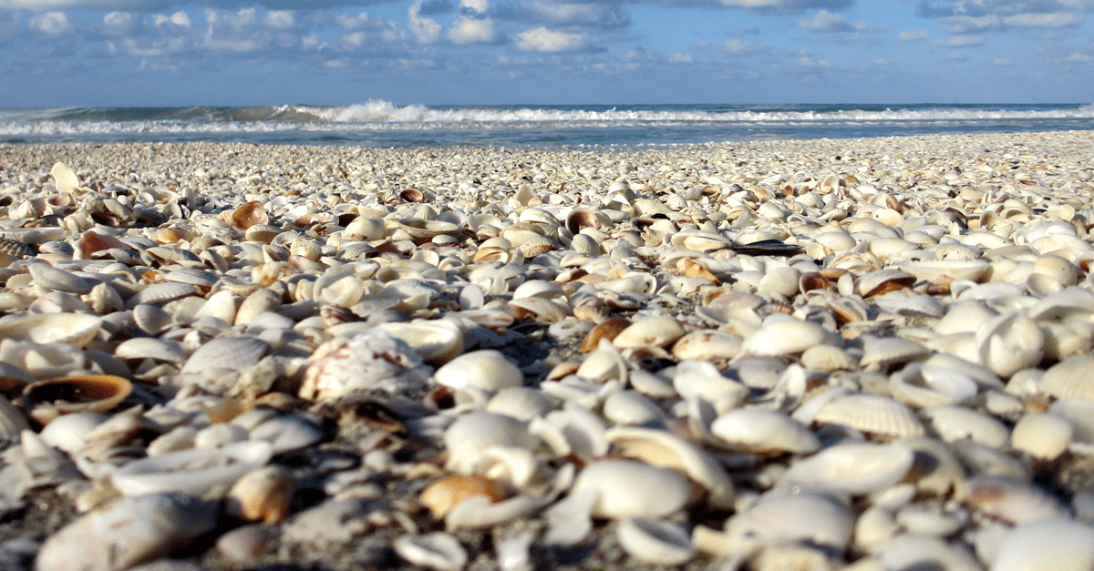 Best Beach In Florida To Find Sand Dollars And Rare Seashells